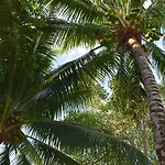 Lobo Tulum