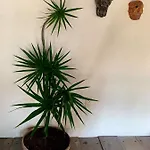 Lo Nuestro Petit Hotel Tulum