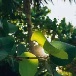 Hotel Ikal Tulum