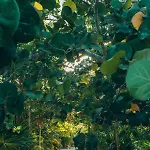 Ikal Tulum