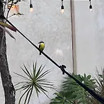 Villa Sotik House