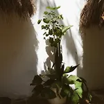 Hotel Casa Violeta Tulum