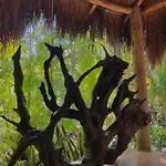 Casa Mango