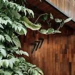 Casa Bohemia Luum Zama Beach Club Access