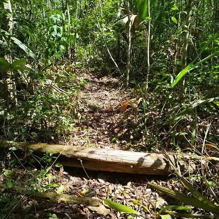 Selva De Luz Jungle