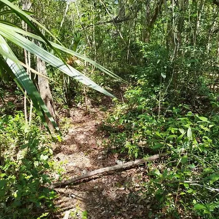 Selva De Luz Jungle