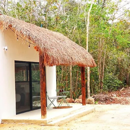 Selva De Luz Jungle *