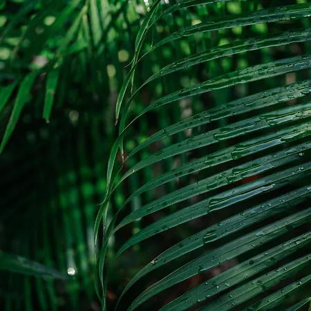 Icastico * Tulum