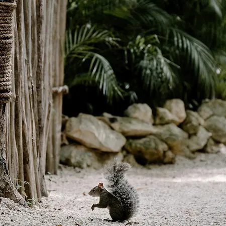 Bardo - Adults Only 5* Tulum