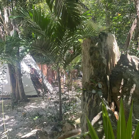 Bufo Alvarius Hotel Tulum