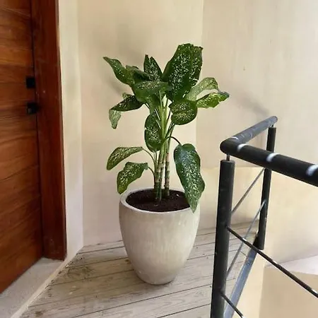 Apartment Maha