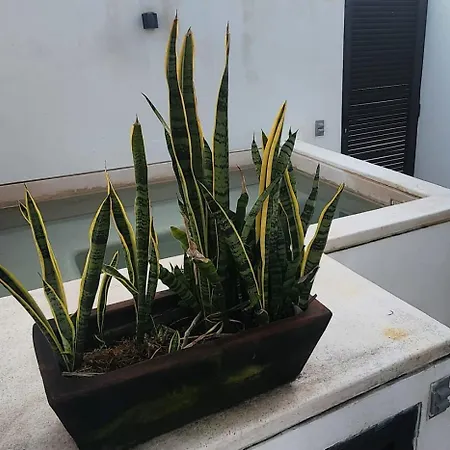 Apartment Stilvolles Penthouse Mit 2 Schlafzimmern Und Privater Pool *