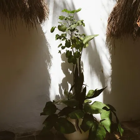 Hotel Casa Violeta Tulum