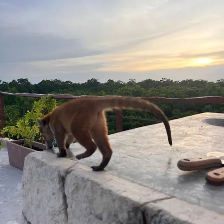 Curandero Villa Tulum