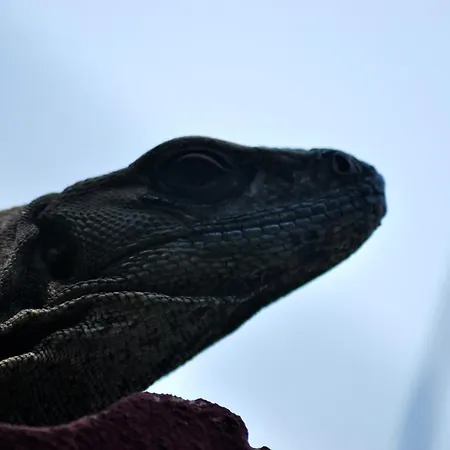 Casa Geckos *