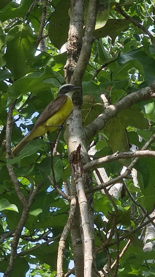 Aldea Yuyu Bed & Breakfast Tulum