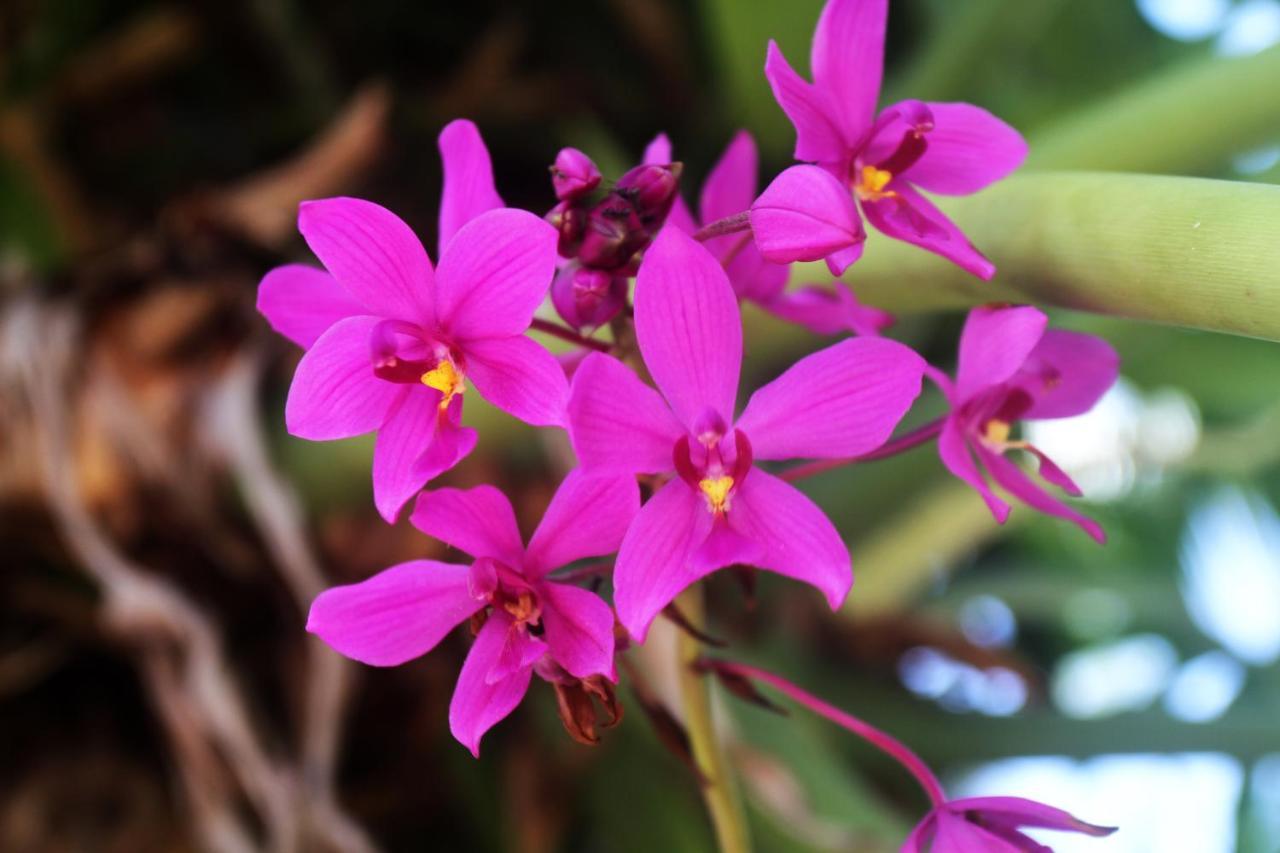 Casa Colibri Tankah 3* Tulum