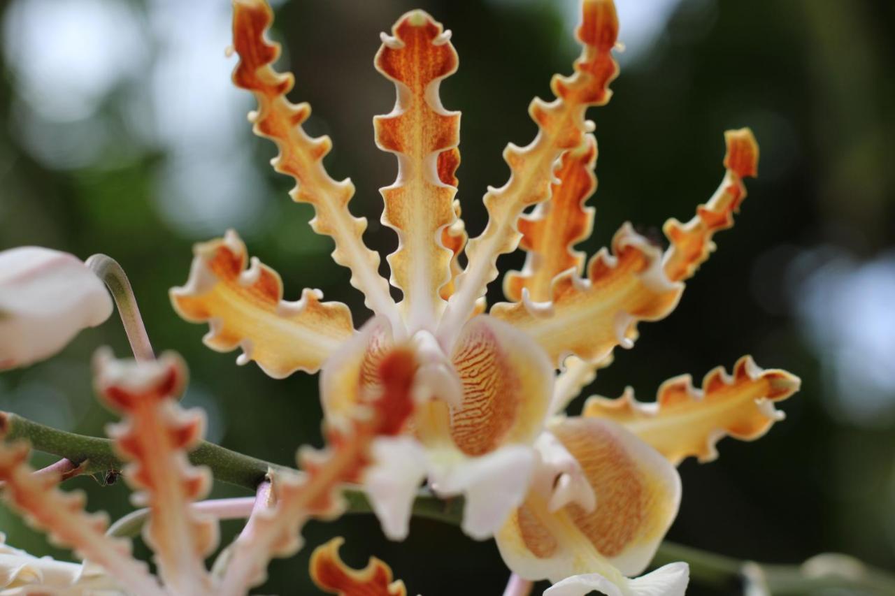 Bed & Breakfast Casa Colibri Tankah