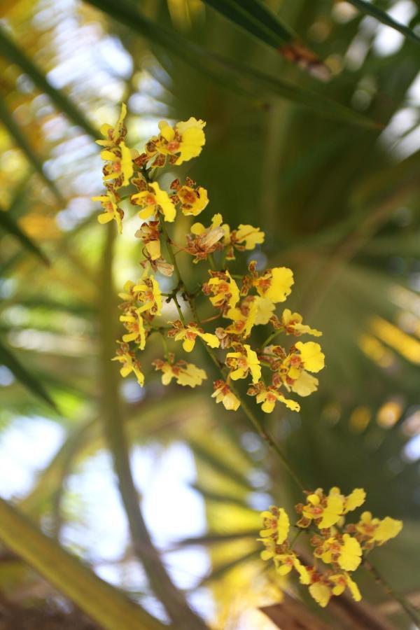 Casa Colibri Tankah 3*