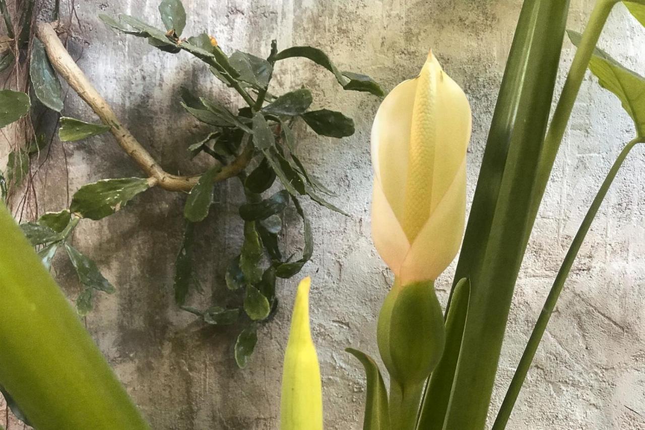 Wabi Sabi Garden By Amara Concepts. Holiday home *