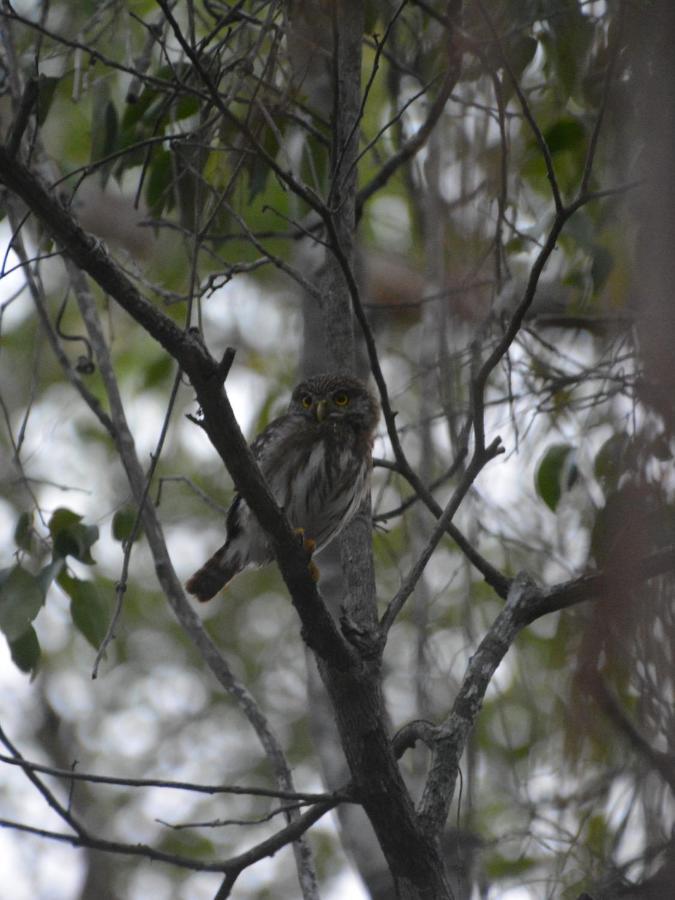 Glamping Mayan Glam Luxury tent *