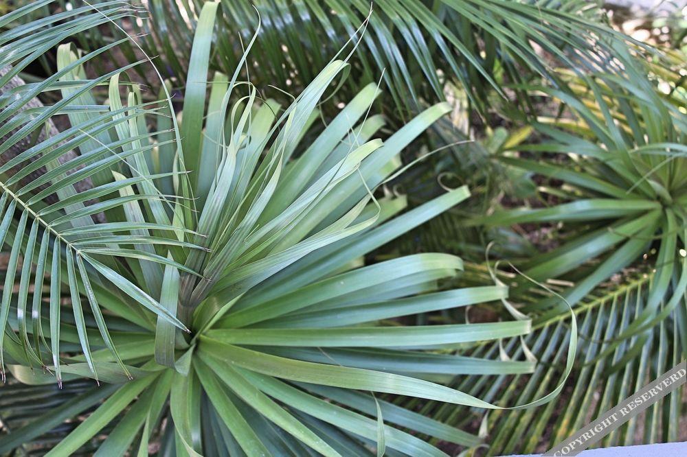 Howlita - Adult Only 3* Tulum