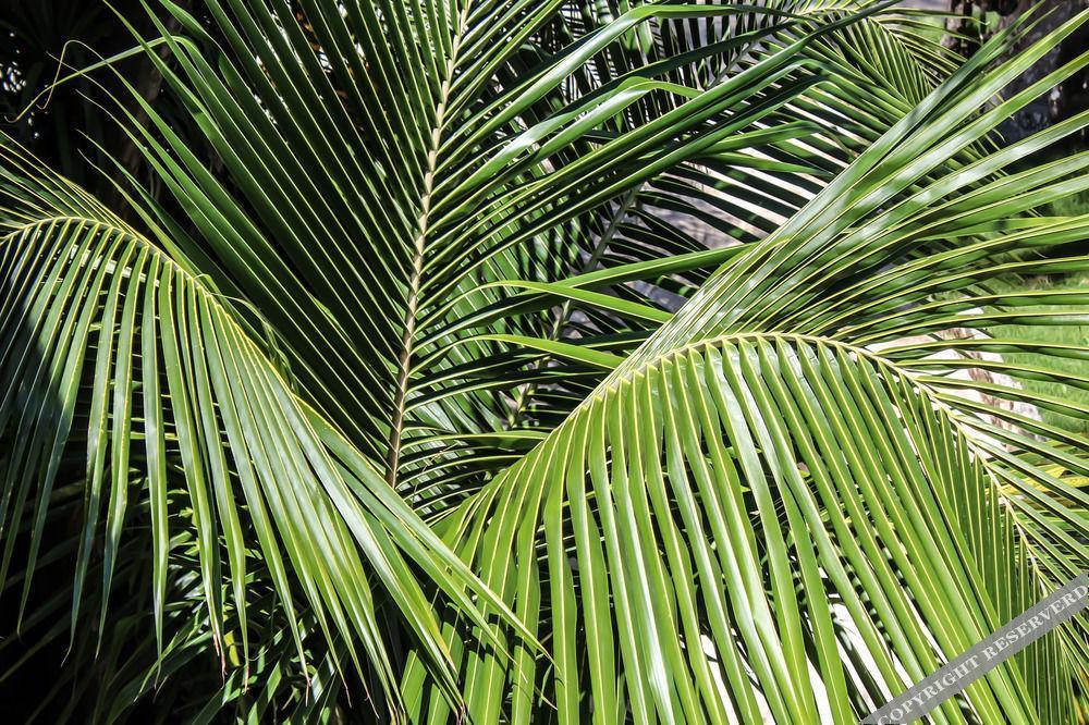 Howlita - Adult Only