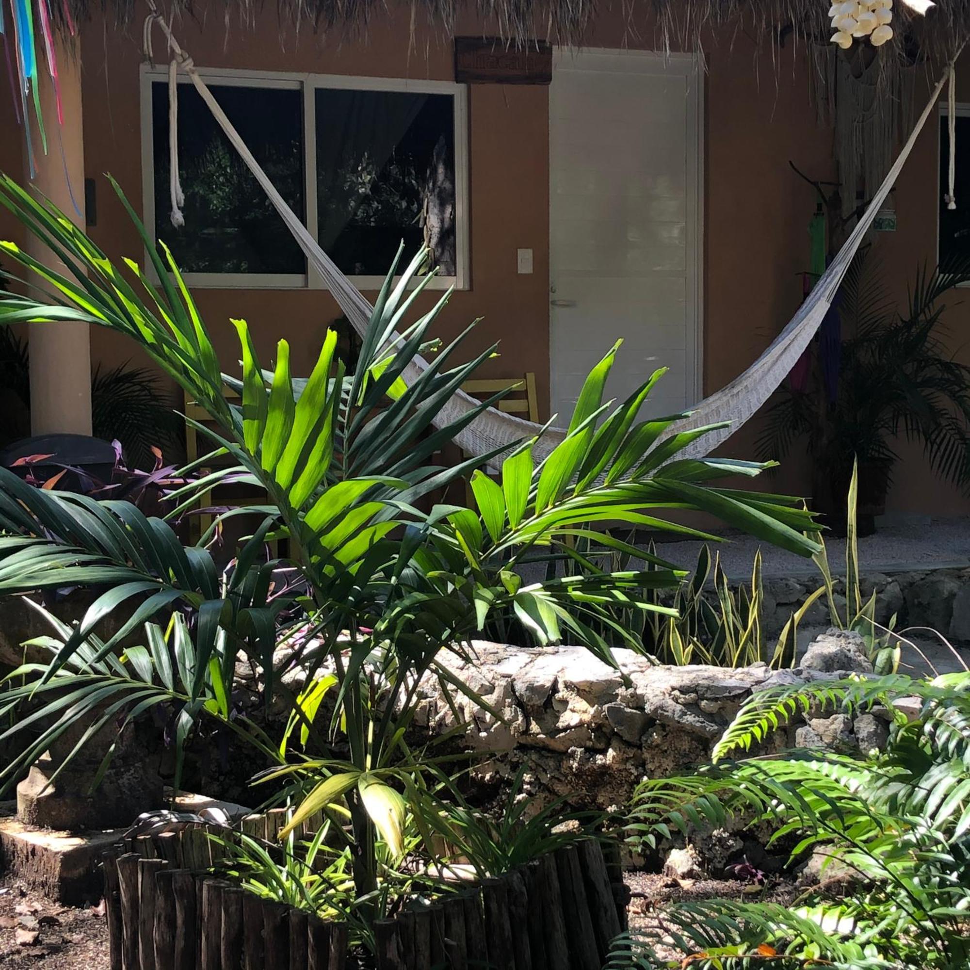 Bed & Breakfast Casa Tzalam Selva 3*