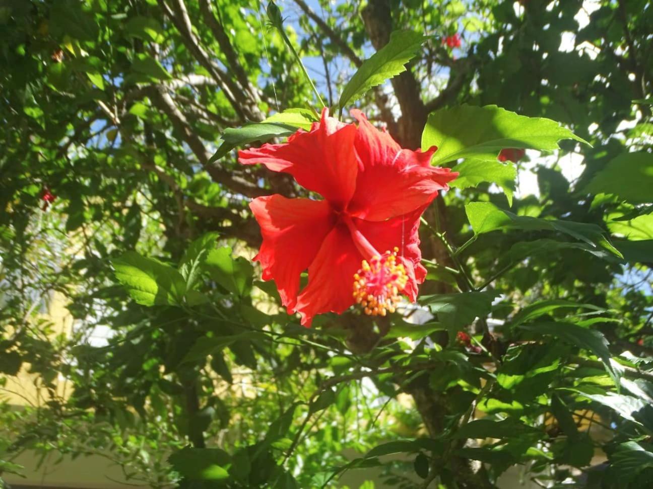 Casa Abanico Hotel Tulum