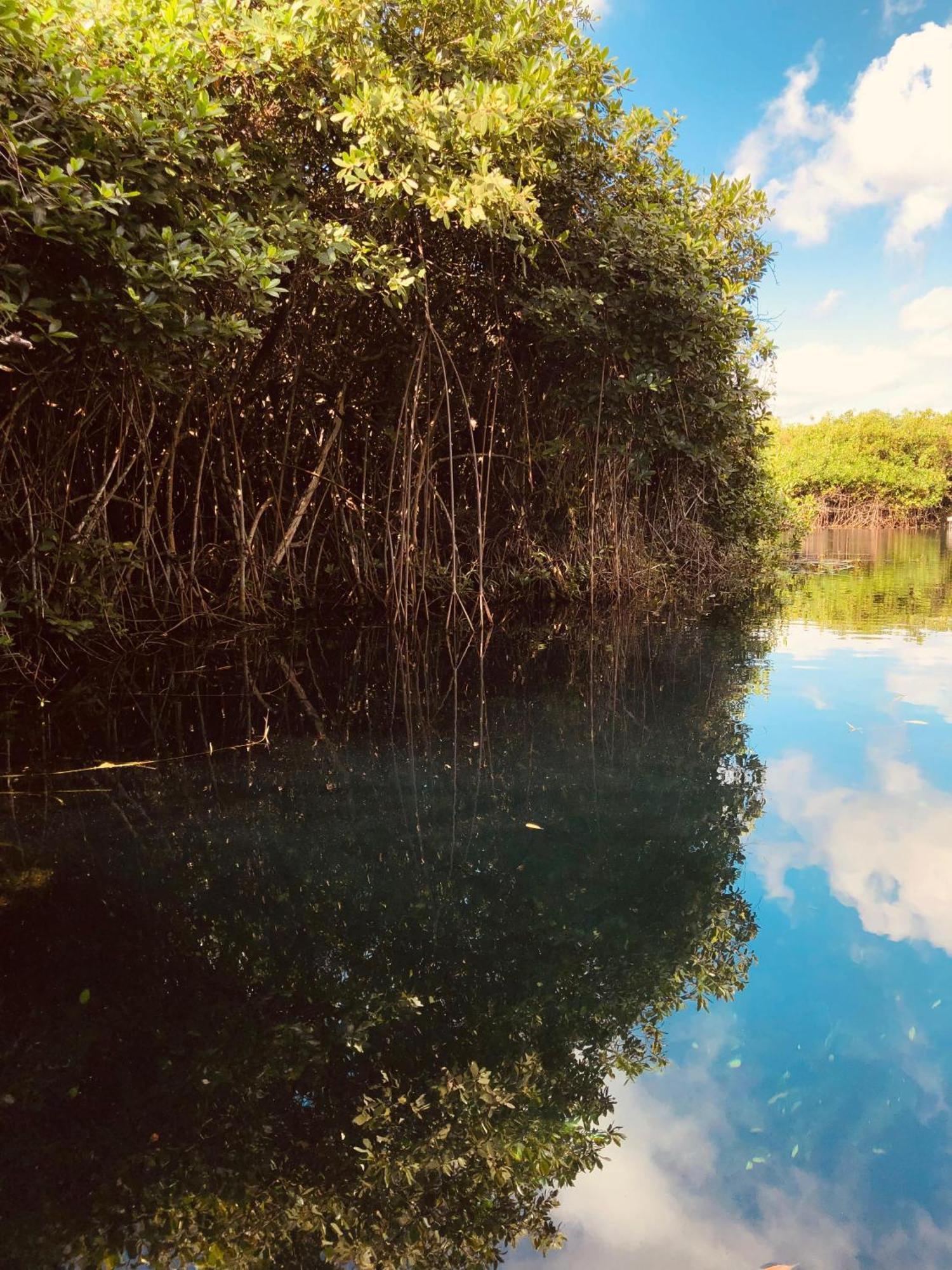 - Aldea Mangle & Cenote Lodge