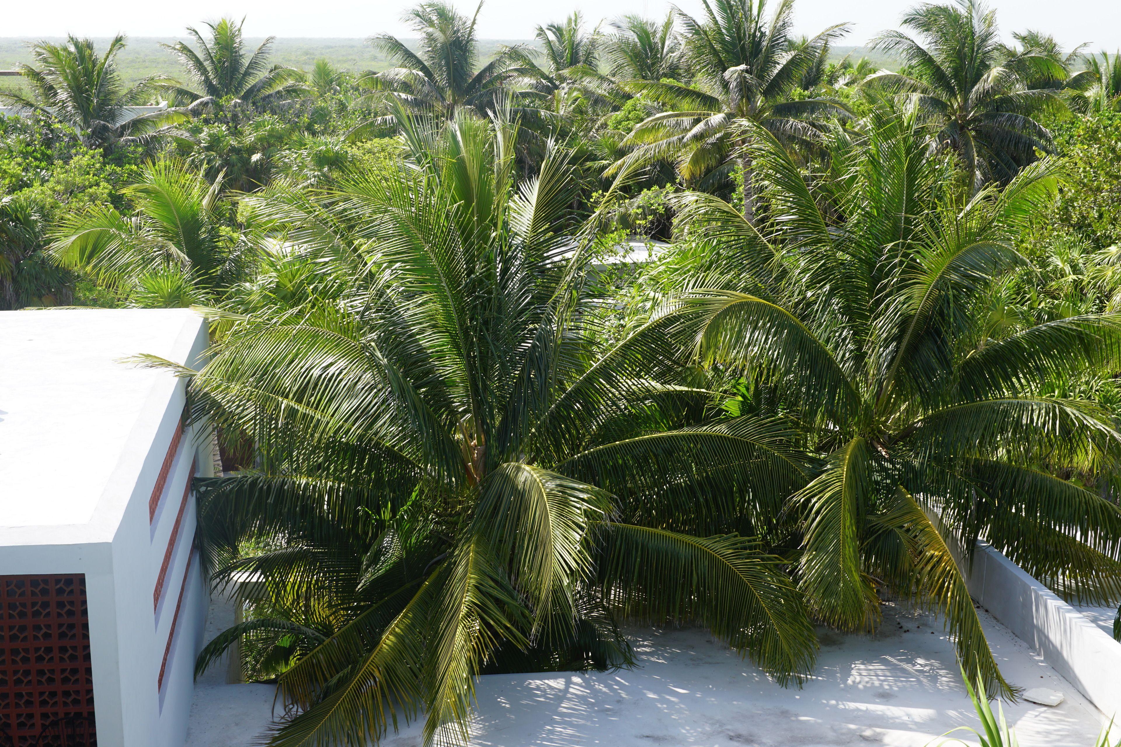 Hotel Lula Tulum, A Small Luxury Tulum