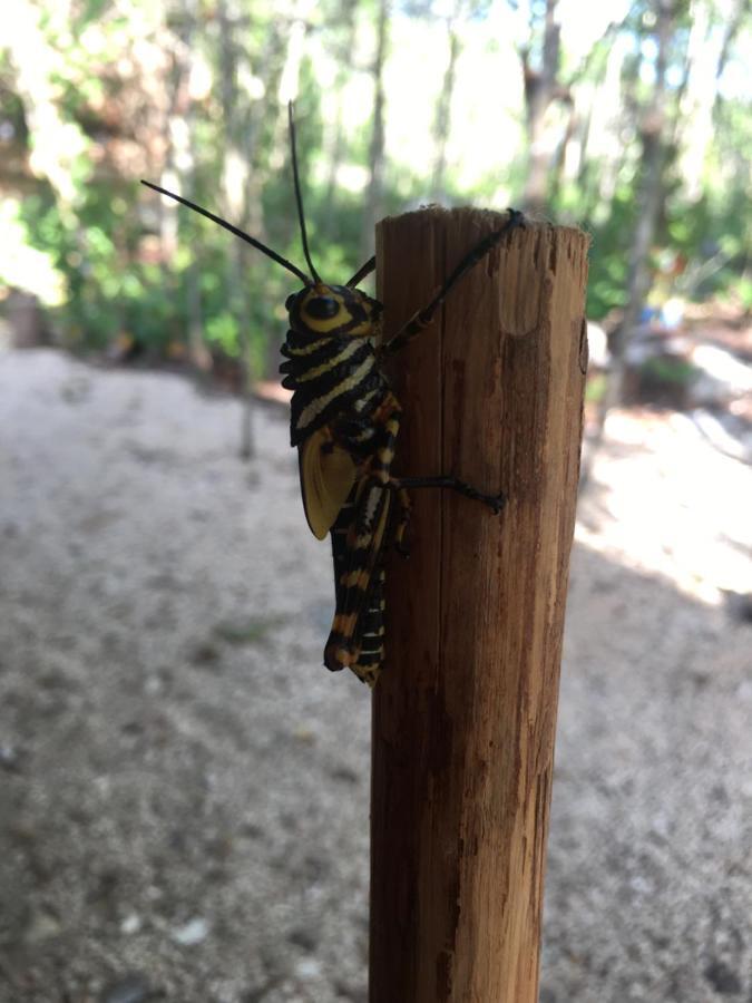 Bed & Breakfast Aldea Yuyu Tulum