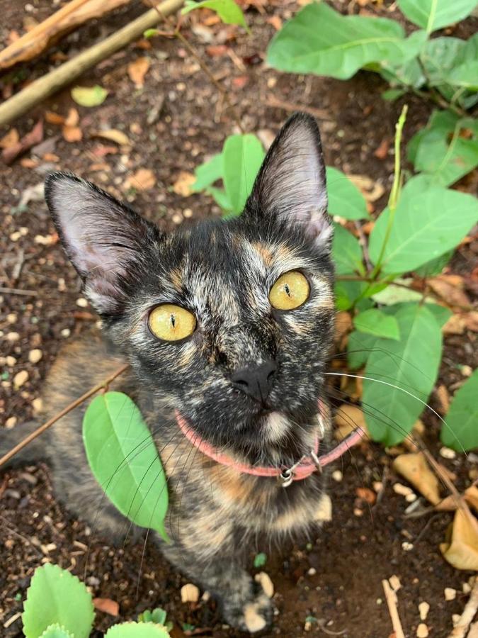 Bed & Breakfast Aldea Yuyu Tulum