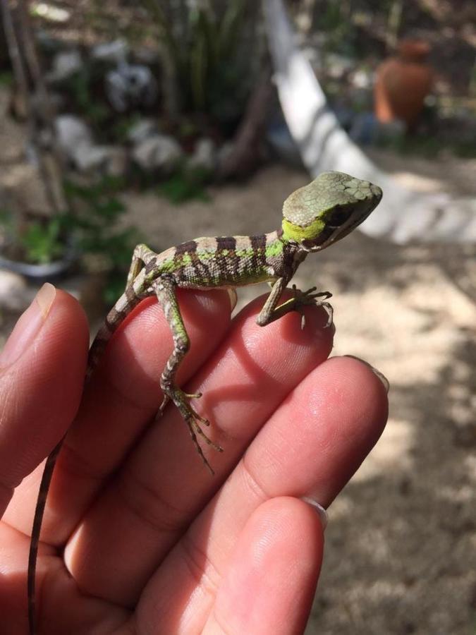 Bed & Breakfast Aldea Yuyu *