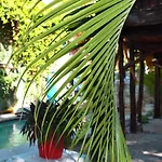 Lobo Tulum