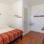 Lobo Tulum
