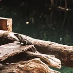 Uman Glamping & Cenote Tulum