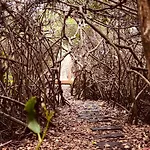 - Aldea Mangle&cenote Lodge