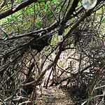 - Aldea Mangle&cenote