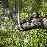 Treehouse Tulum H2Ojos