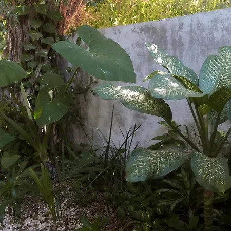 Wabi Sabi Garden By Amara Concepts. * Tulum