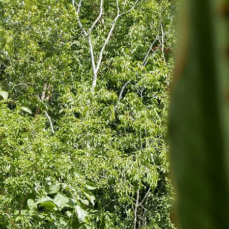 Luxury In The Exclusive Area Of Apartment Tulum