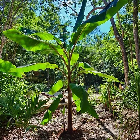 Bed & Breakfast Casa Mango Tulum