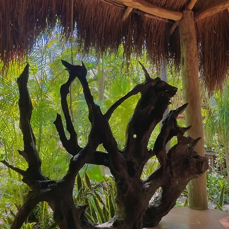 Casa Mango