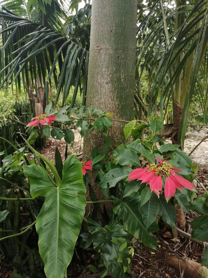 Holiday home Jungle Oasis *