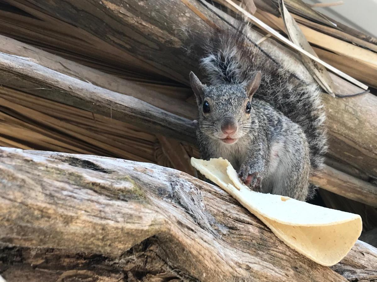 Chavez Eco And Campsite Tulum