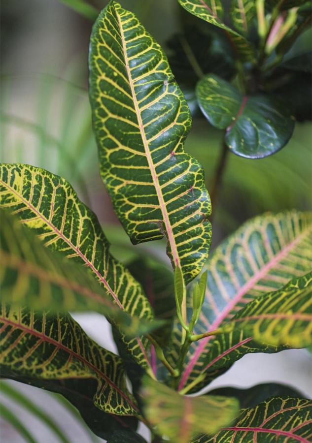 Aldea Jo-yah Villa *