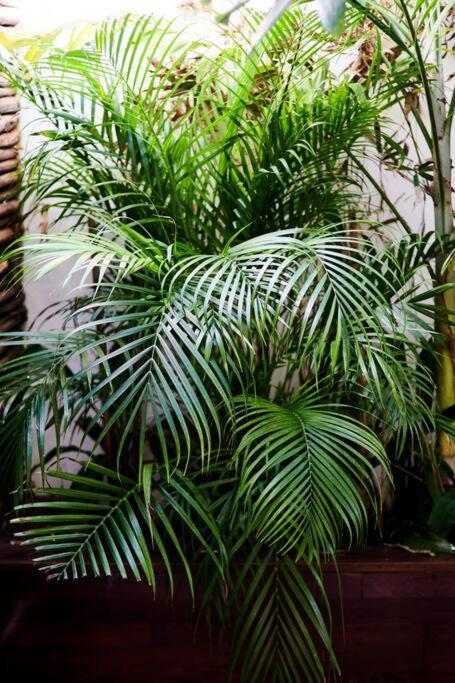 Super Centric House 3 Kingsize And Private Garden Apartment