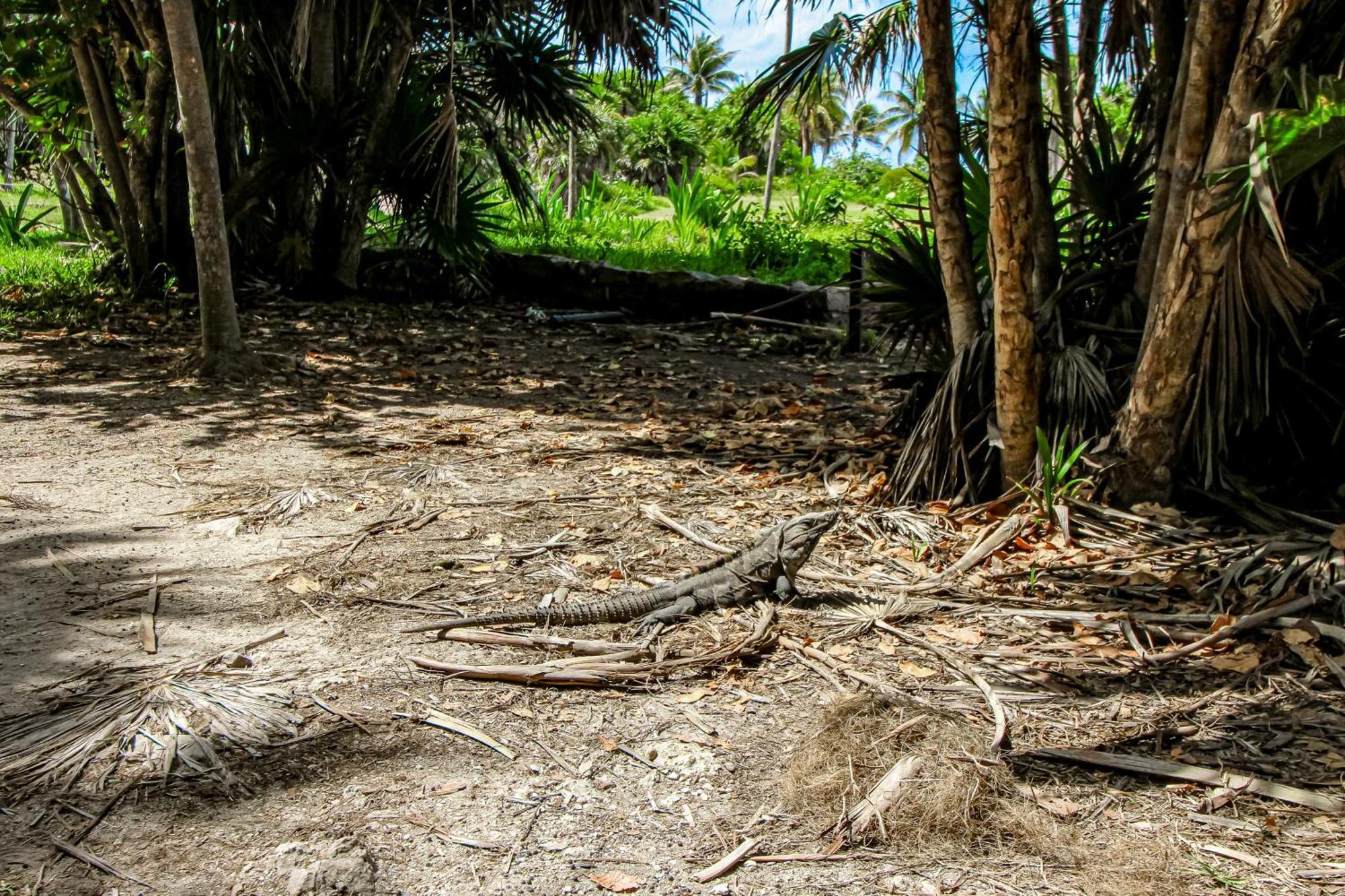 Mestiza 307 At Luum Zama, Aldea Zama * Tulum