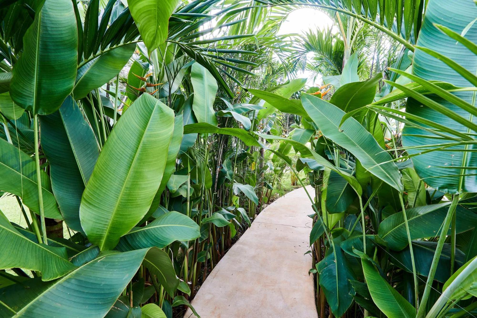 Tortuga Lux 4 Bdr Big Garden*pool *cenote Villa *